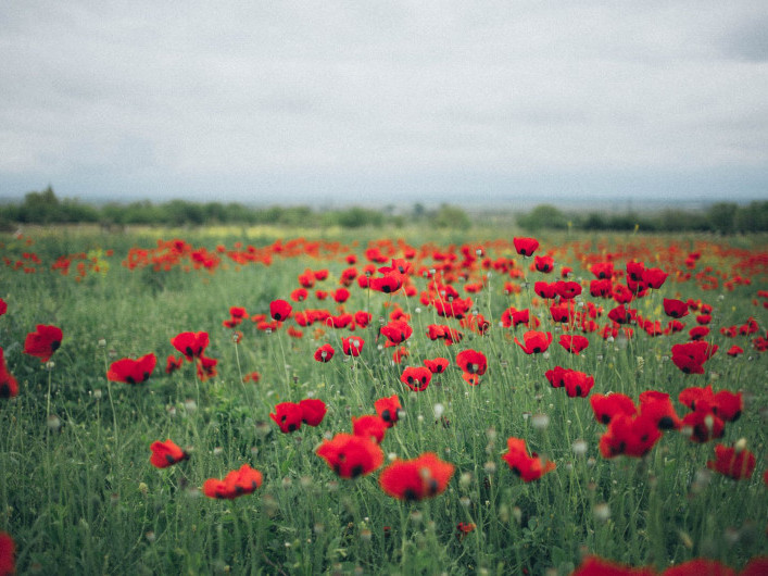 Anzac poppies
