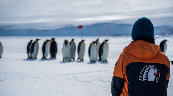 Antarctica New Zealand employee standing with their back to the camera looking at penguins
