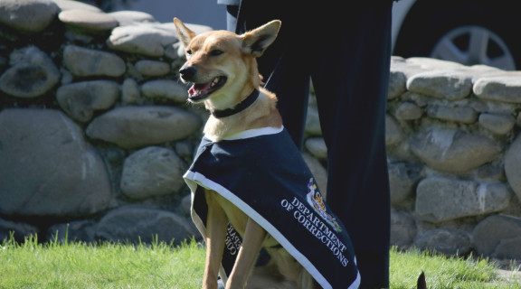 Golden dog sitting on the grass next to a human wearing a coat that says Department of Corrections