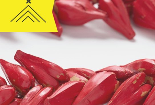 A red ulafala (a necklace) on a table. These are worn by Tulafale, Samoan orator chiefs.