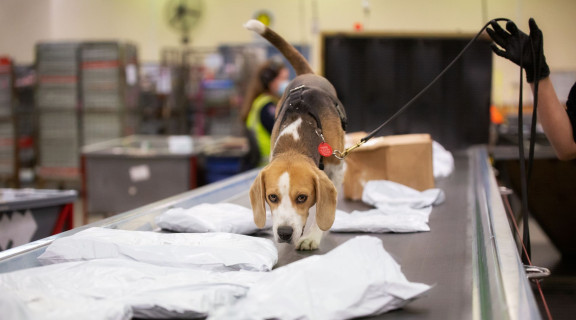 Beagle walking along a conveyor belt sniffing mail packages