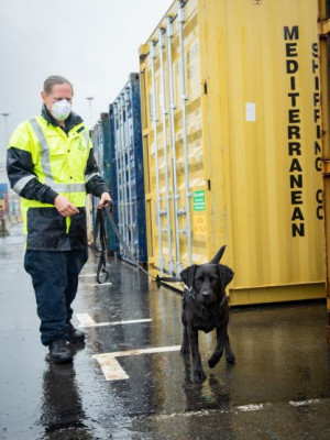 Customs officer wearing high vis and a facemask is standing in front of shipping containers with black detector dog on a leash