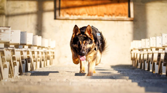 German Shepherd police dog running towards camera